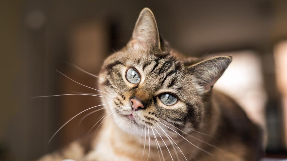 Conjunctivitis in Cats (Cat Pink Eye) | PetMD